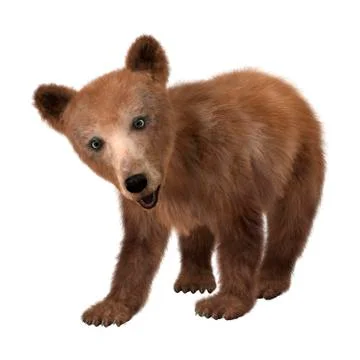 3D Rendering Brown Bear Cub on White Stock Illustration