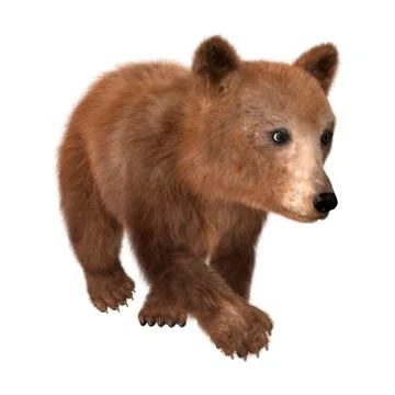3D Rendering Brown Bear Cub on White Stock Illustration