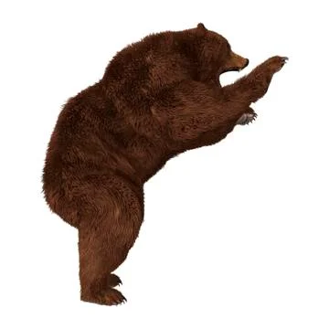 3D Rendering Brown Bear on White Stock Illustration