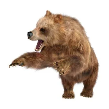 3D Rendering Brown Bear on White Stock Illustration
