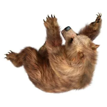 3D Rendering Brown Bear on White Stock Illustration