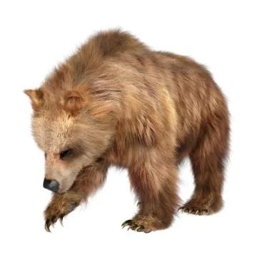 3D Rendering Brown Bear on White Stock Illustration