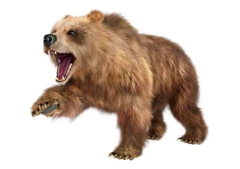 3D Rendering Brown Bear on White Stock Illustration