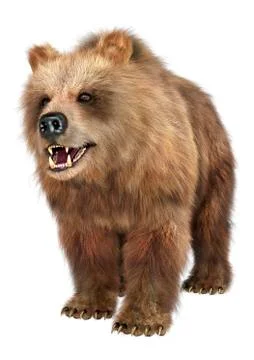 3D Rendering Brown Bear on White Stock Illustration