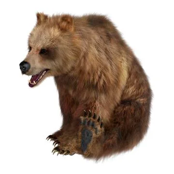 3D Rendering Brown Bear on White Stock Illustration