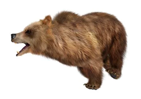 3D Rendering Brown Bear on White Stock Illustration