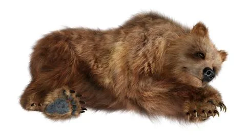 3D Rendering Brown Bear on White Stock Illustration