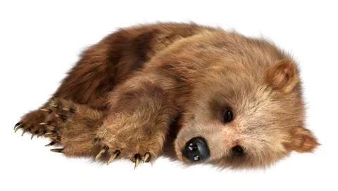 3D Rendering Brown Bear on White Stock Illustration