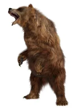 3D Rendering Brown Bear on White Stock Illustration