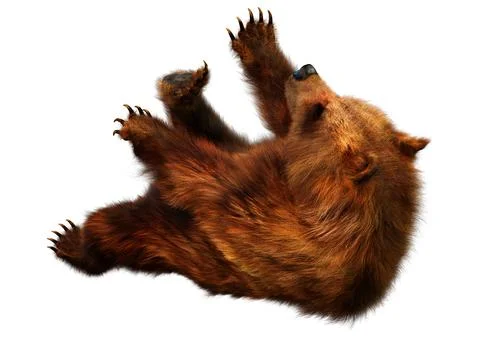 3D Rendering Brown Bear on White Stock Illustration