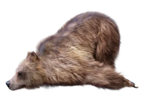 3D Rendering Brown Bear on White Stock Illustration