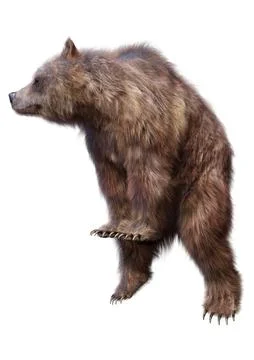 3D Rendering Brown Bear on White Stock Illustration