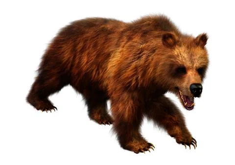 3D Rendering Brown Bear on White Stock Illustration