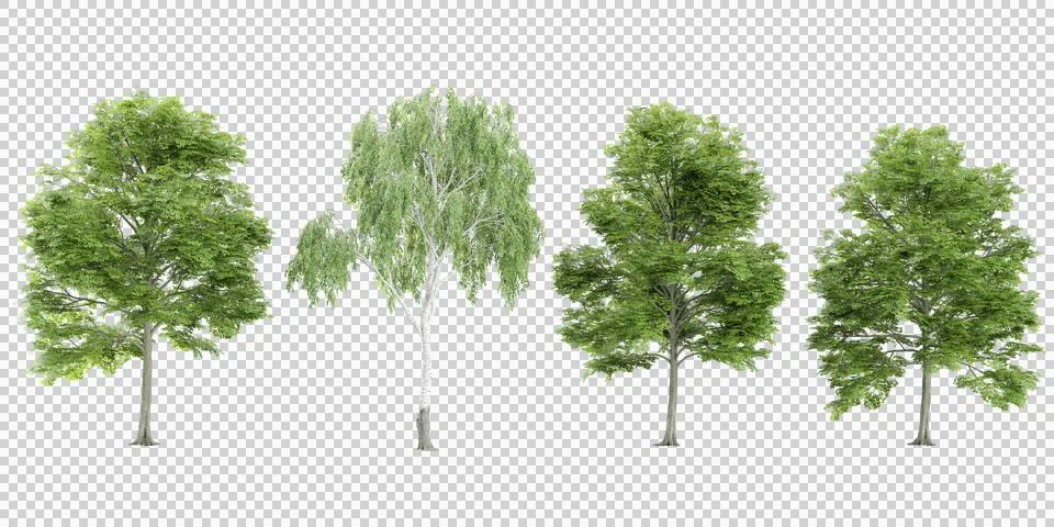 3d rendering of Bucida buceras,Silver birch trees Stock Photos