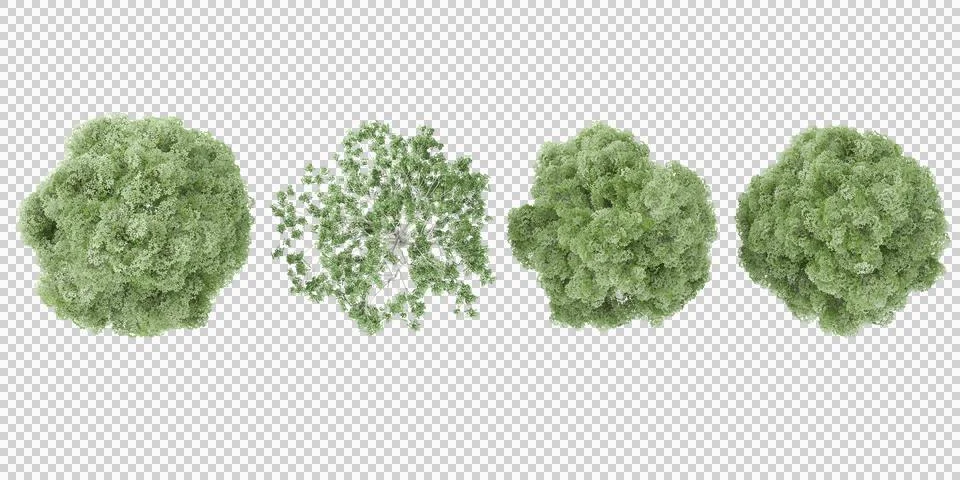 3d rendering of Bucida buceras,Silver birch trees from top view Stock Photos