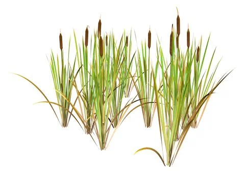 3D Rendering Bulrush Plants on White Stock Illustration