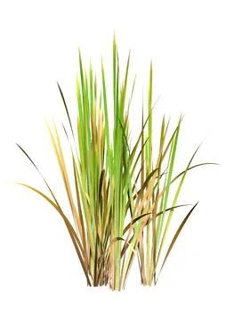 3D Rendering Bulrush Plants on White Stock Illustration