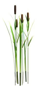 3D Rendering Bulrush Plants on White Stock Illustration