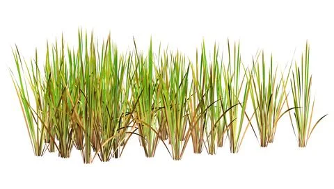 3D Rendering Bulrush Plants on White Illustrazione stock