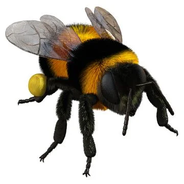 3D Rendering Bumblebee on White Stock Illustration