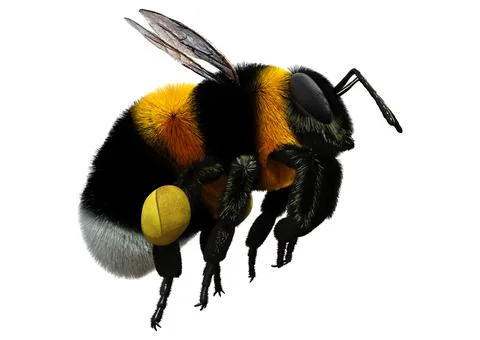 3D Rendering Bumblebee on White Stock Illustration