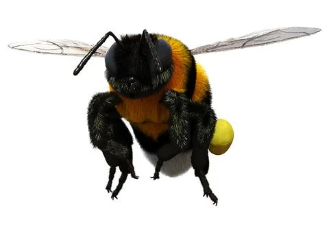 3D Rendering Bumblebee on White Stock Illustration