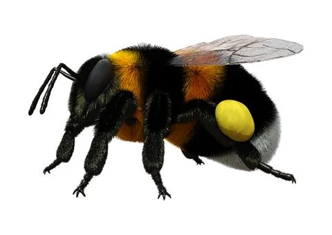3D Rendering Bumblebee on White Stock Illustration