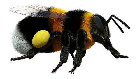 3D Rendering Bumblebee on White Stock Illustration