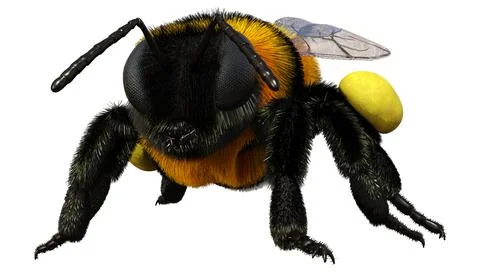 3D Rendering Bumblebee on White Stock Illustration