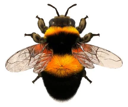 3D Rendering Bumblebee on White Illustration