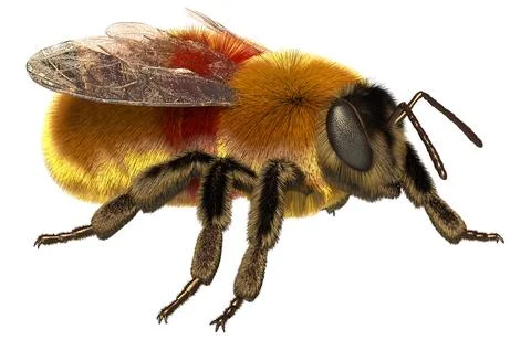 3D Rendering Bumblebee on White Illustration