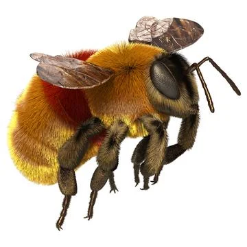 3D Rendering Bumblebee on White Illustration
