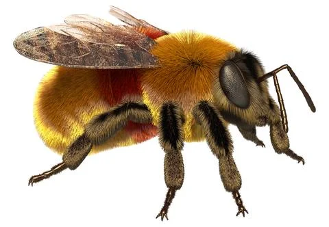 3D Rendering Bumblebee on White Illustration