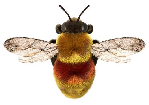 3D Rendering Bumblebee on White Illustration