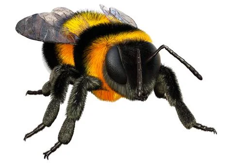 3D Rendering Bumblebee on White Illustration