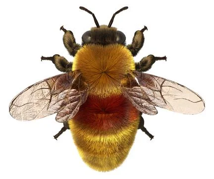 3D Rendering Bumblebee on White Illustration
