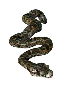 3D Rendering Burmese Python on White Stock Illustration