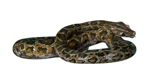 3D Rendering Burmese Python on White Stock Illustration