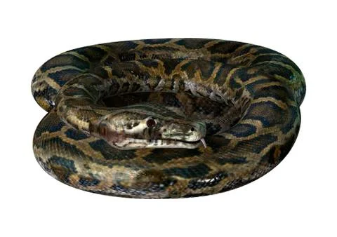 3D Rendering Burmese Python on White Stock Illustration