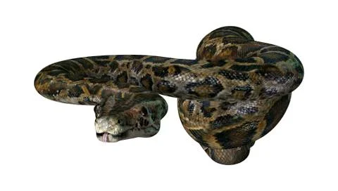 3D Rendering Burmese Python on White Stock Illustration