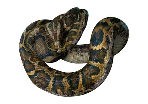 3D Rendering Burmese Python on White Stock Illustration