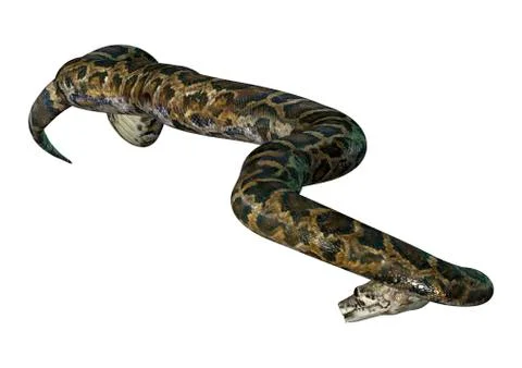 3D Rendering Burmese Python on White Stock Illustration