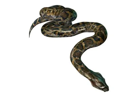 3D Rendering Burmese Python on White Stock Illustration
