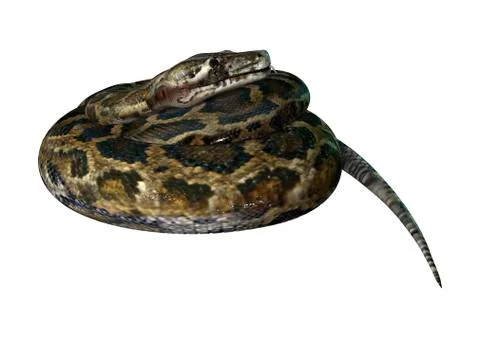 3D Rendering Burmese Python on White Stock Illustration