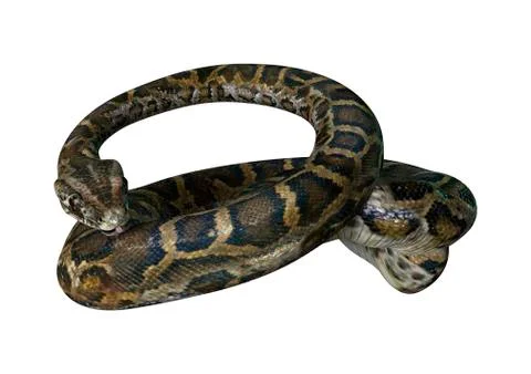 3D Rendering Burmese Python on White Stock Illustration
