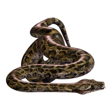 3D Rendering Burmese Python on White Stock Illustration