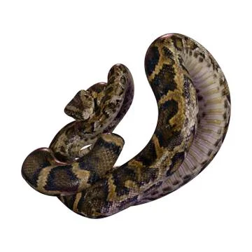 3D Rendering Burmese Python on White Stock Illustration