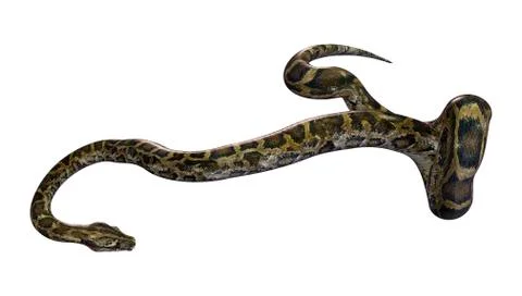 3D Rendering Burmese Python on White Stock Illustration