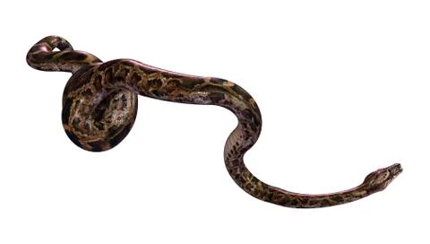 3D Rendering Burmese Python on White Stock Illustration