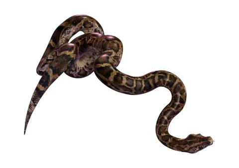 3D Rendering Burmese Python on White Stock Illustration